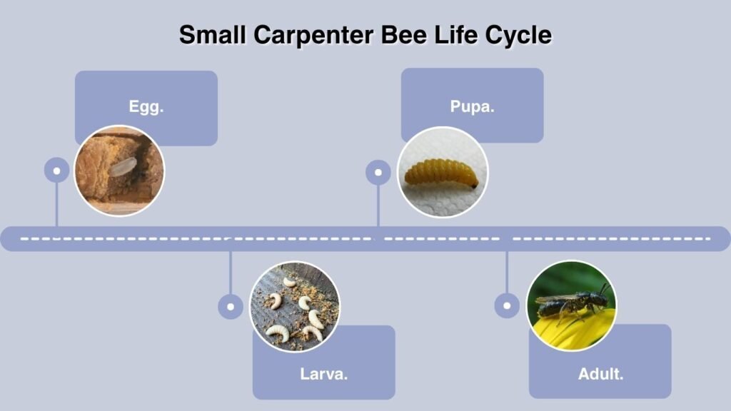 Small Carpenter Bee Life Cycle