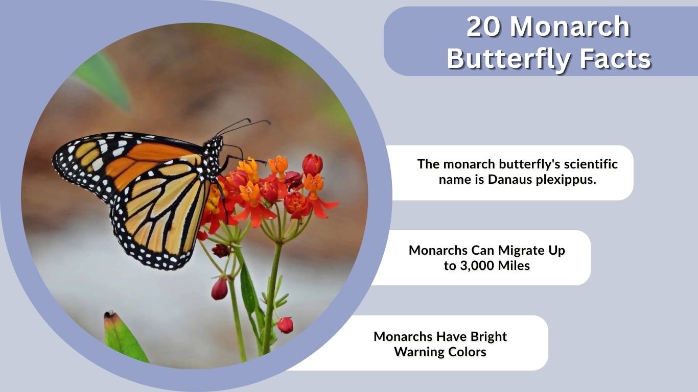 20 Monarch Butterfly Facts: Migration, Life Cycle & More