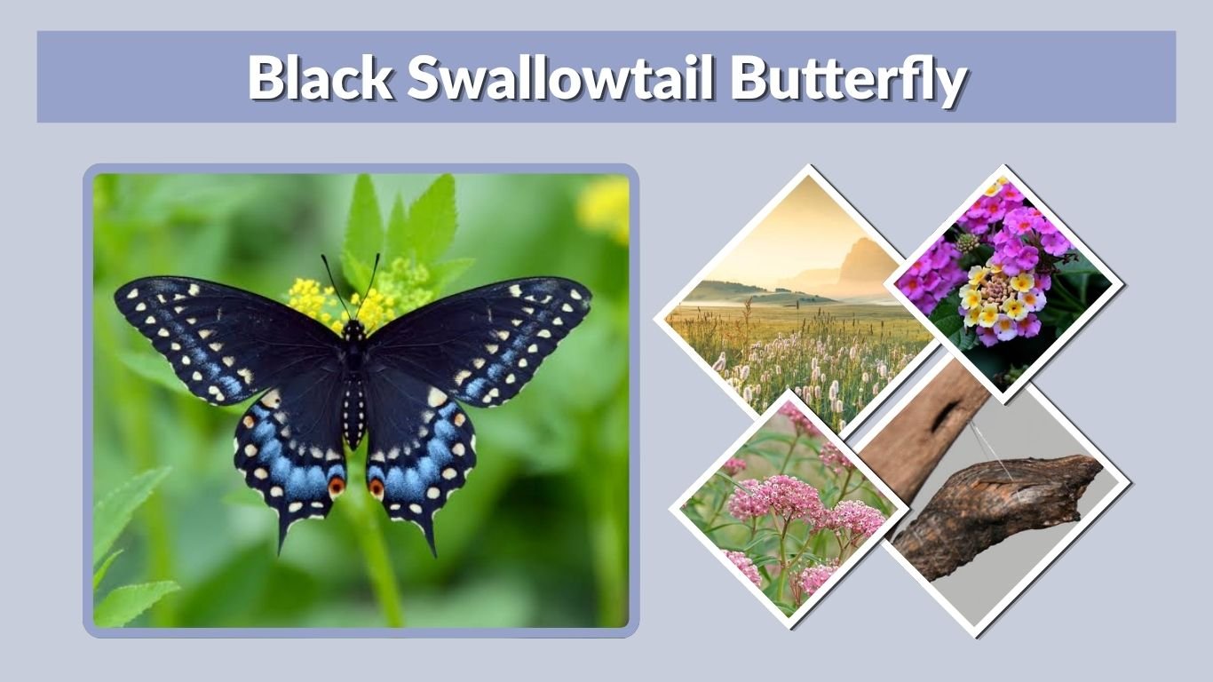 Black Swallowtail Butterfly: Identification & Life Cycle
