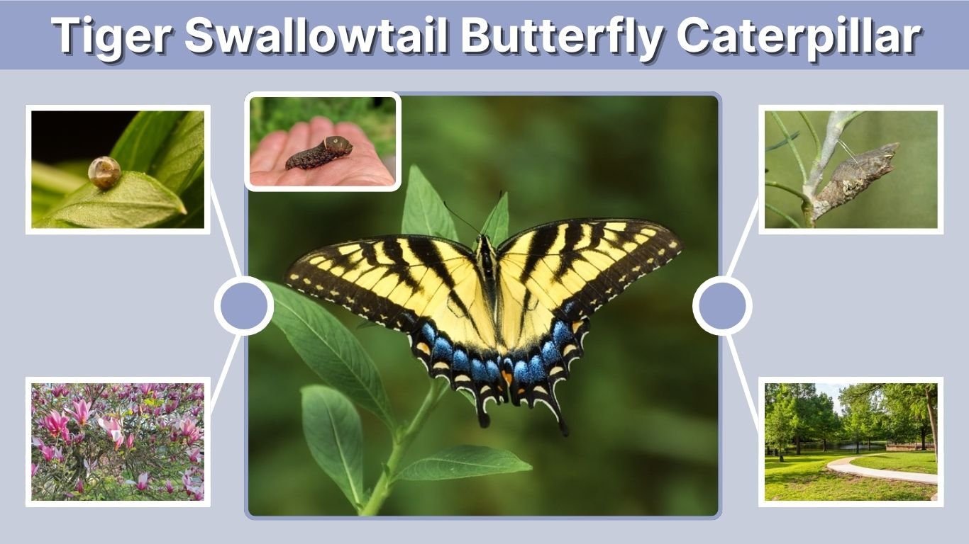 Tiger Swallowtail Butterfly Caterpillar: ID, Food & Life Cycle
