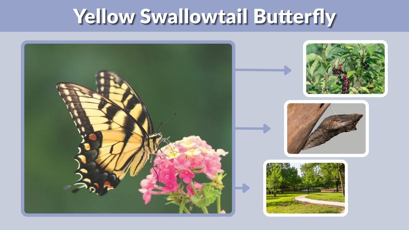 Yellow Swallowtail Butterfly: ID, Caterpillar & Host Plants