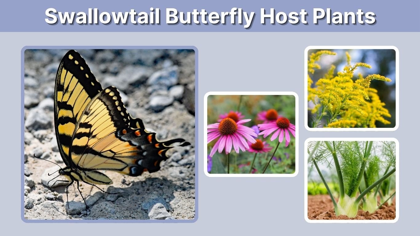 Swallowtail Butterfly Host Plants: Best Plants by Species