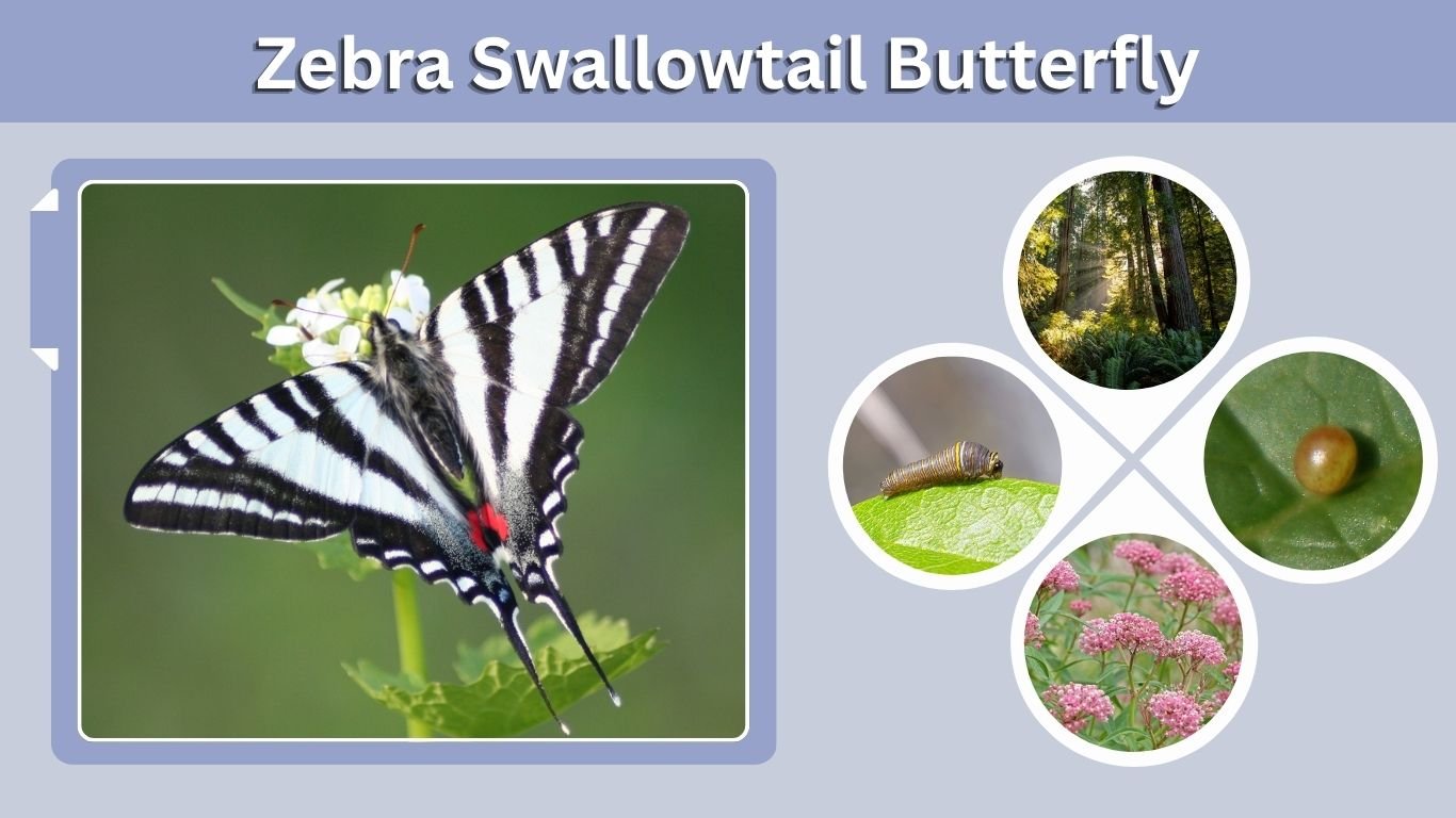 Zebra Swallowtail Butterfly: ID, Habitat & Life Cycle