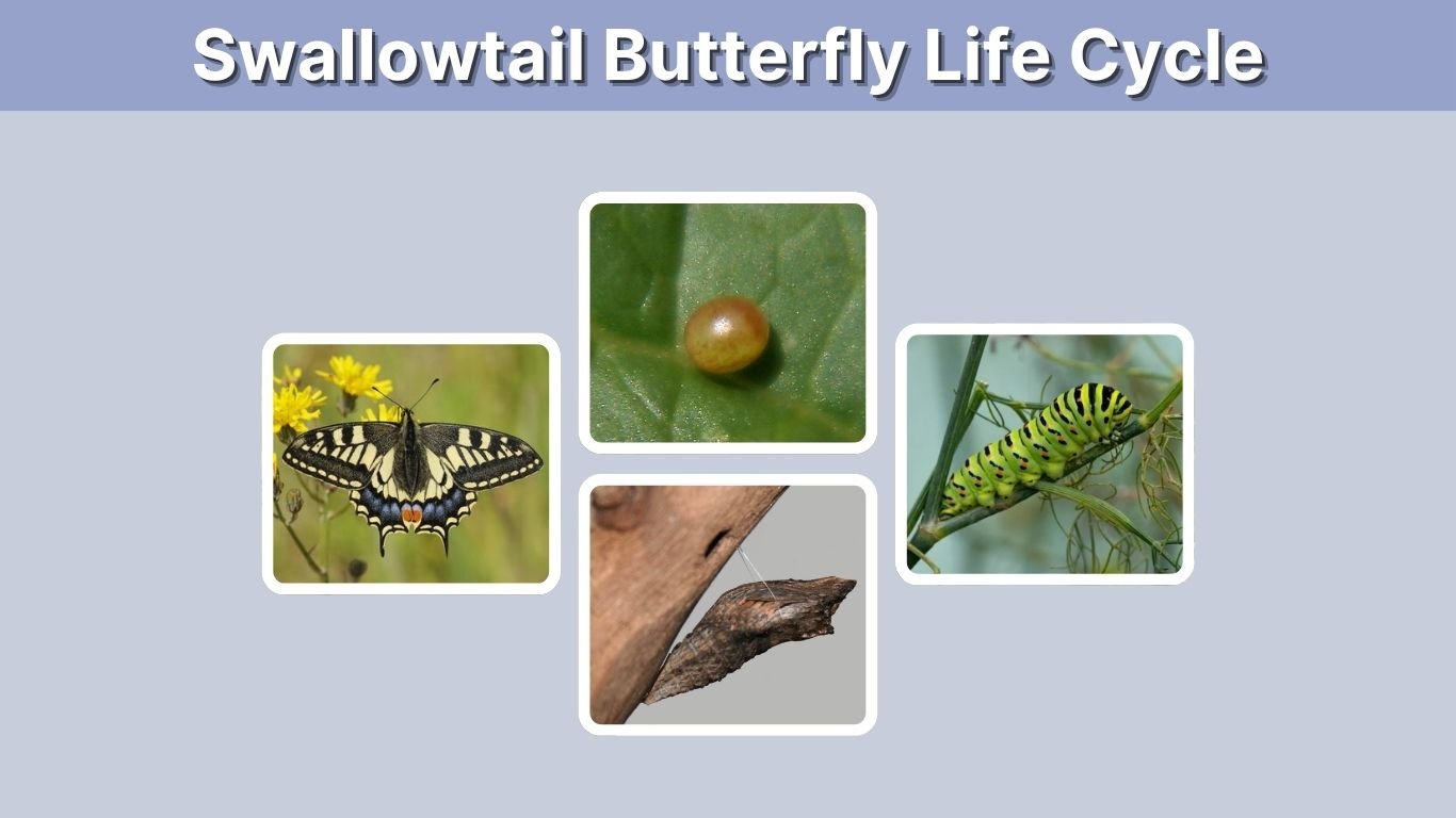 Swallowtail Butterfly Life Cycle: 4 Stages & Timeline