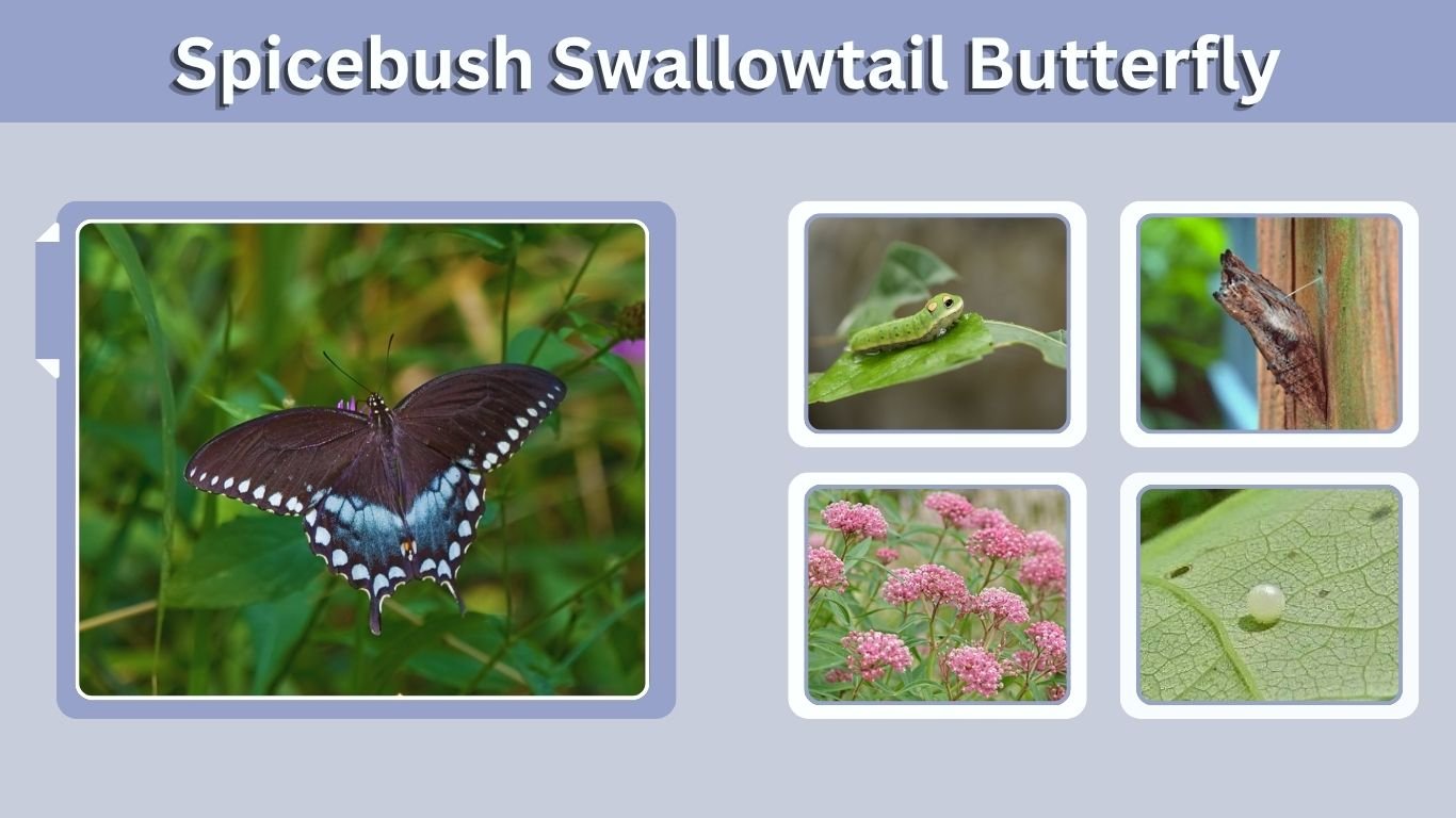 Spicebush Swallowtail Butterfly: Identification & Facts