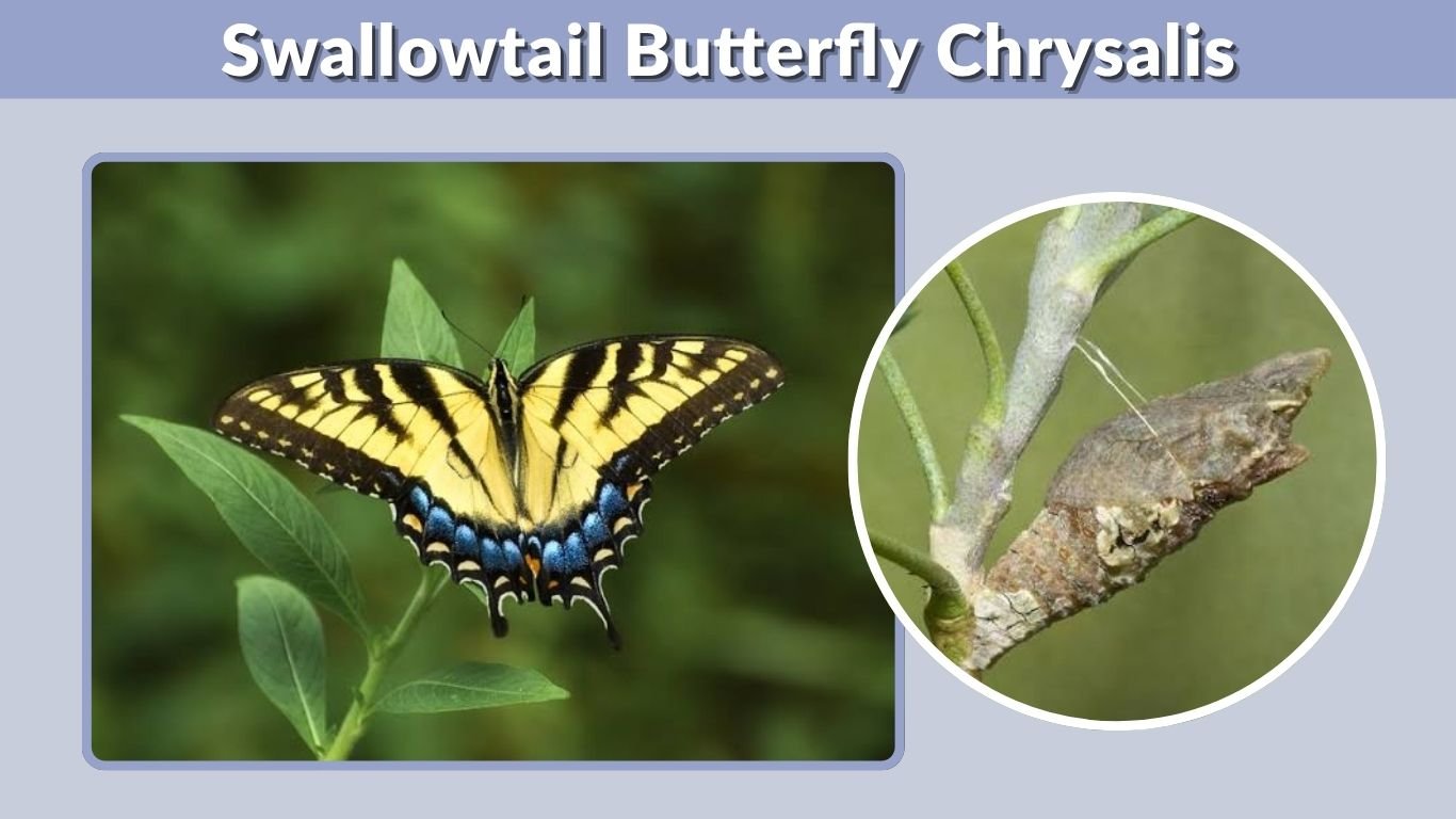 Swallowtail Butterfly Chrysalis: Stages, Colors & Life Cycle