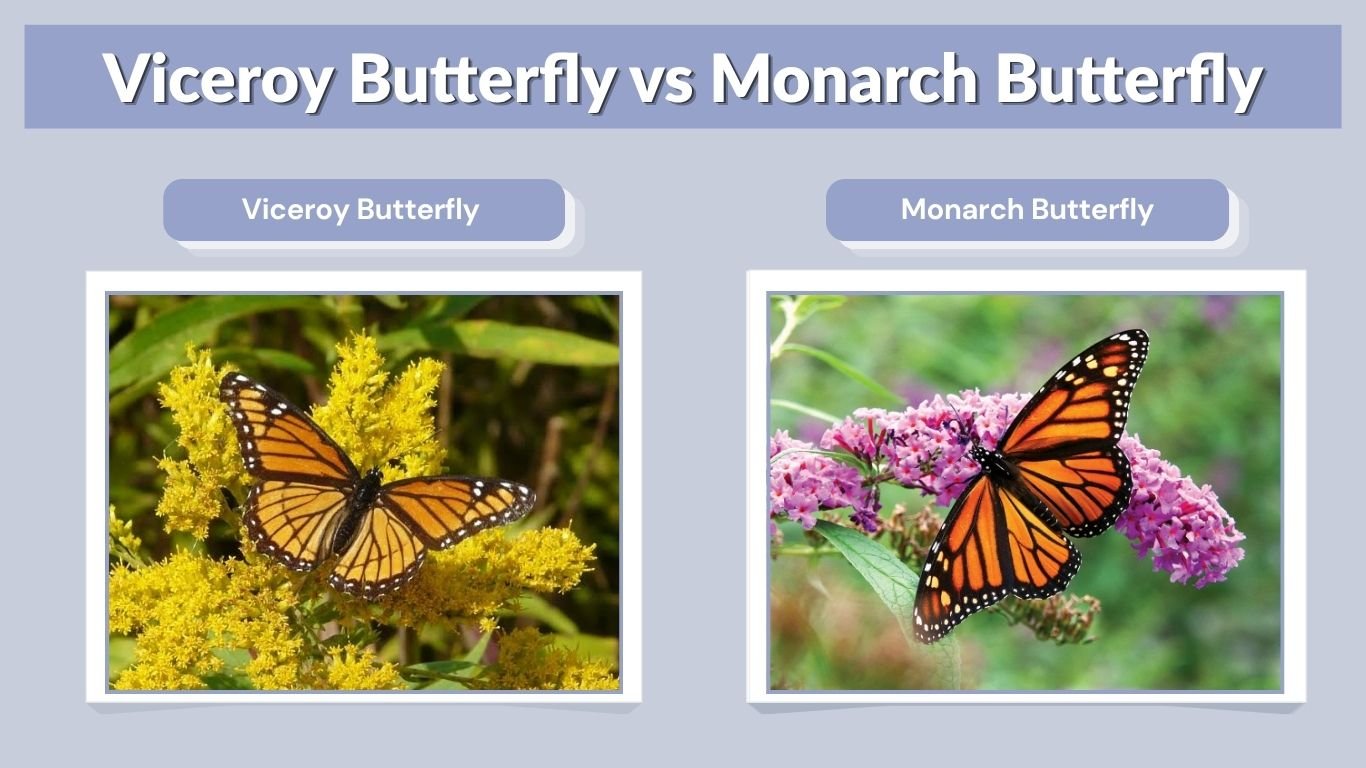 Viceroy Butterfly vs Monarch Butterfly: 7 Key Differences