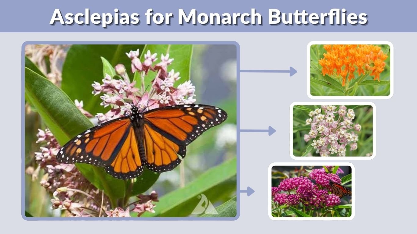 Asclepias for Monarch Butterflies: Best Milkweed Plants