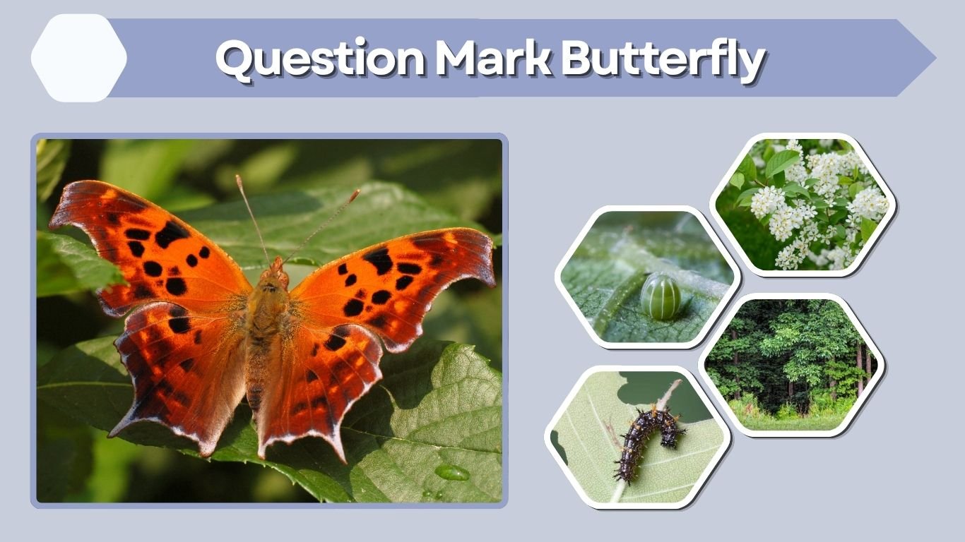 Question Mark Butterfly: Identification, Life Cycle & Facts