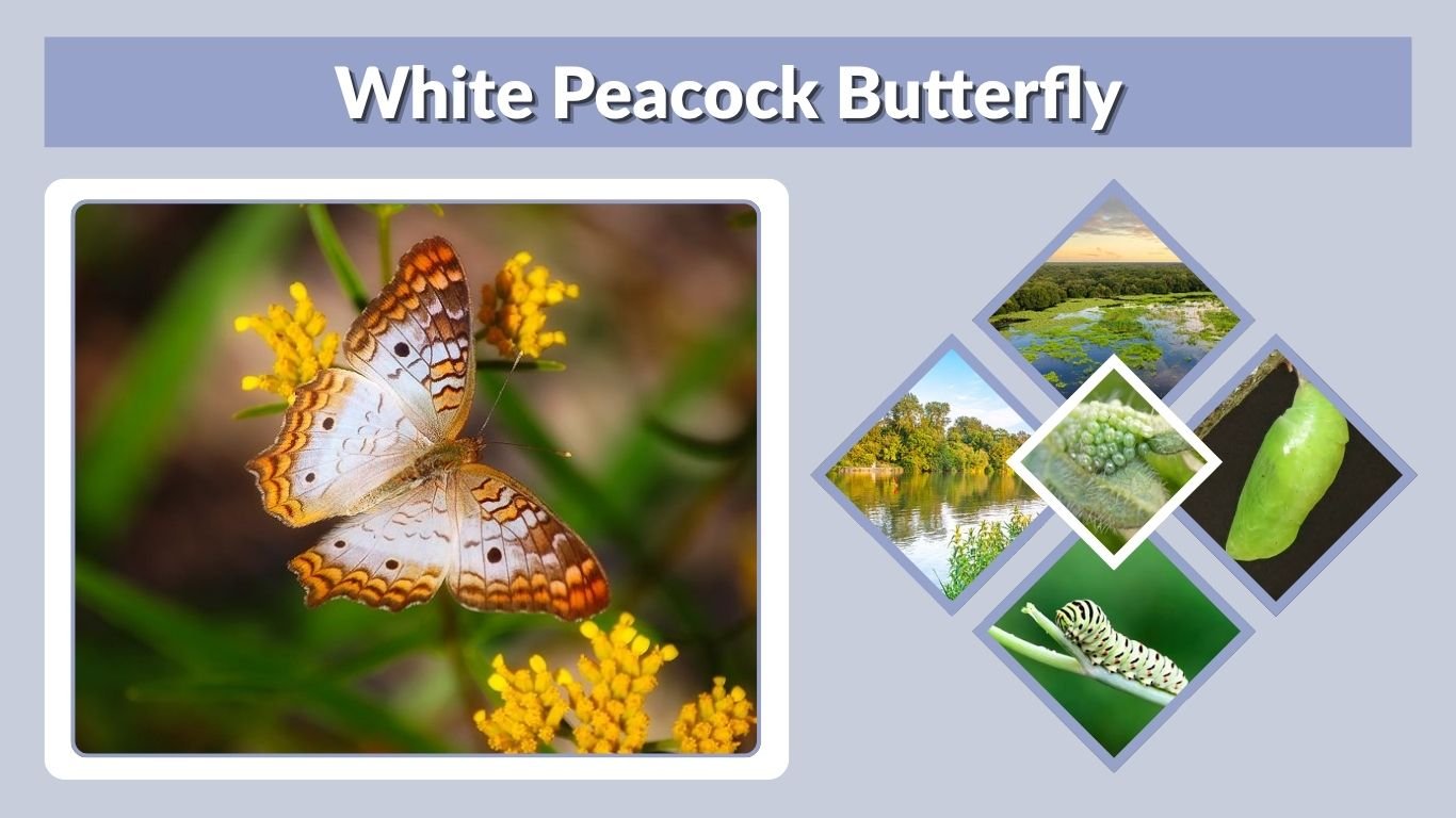 White Peacock Butterfly: Identification, Host Plants, Habitat & Life Cycle