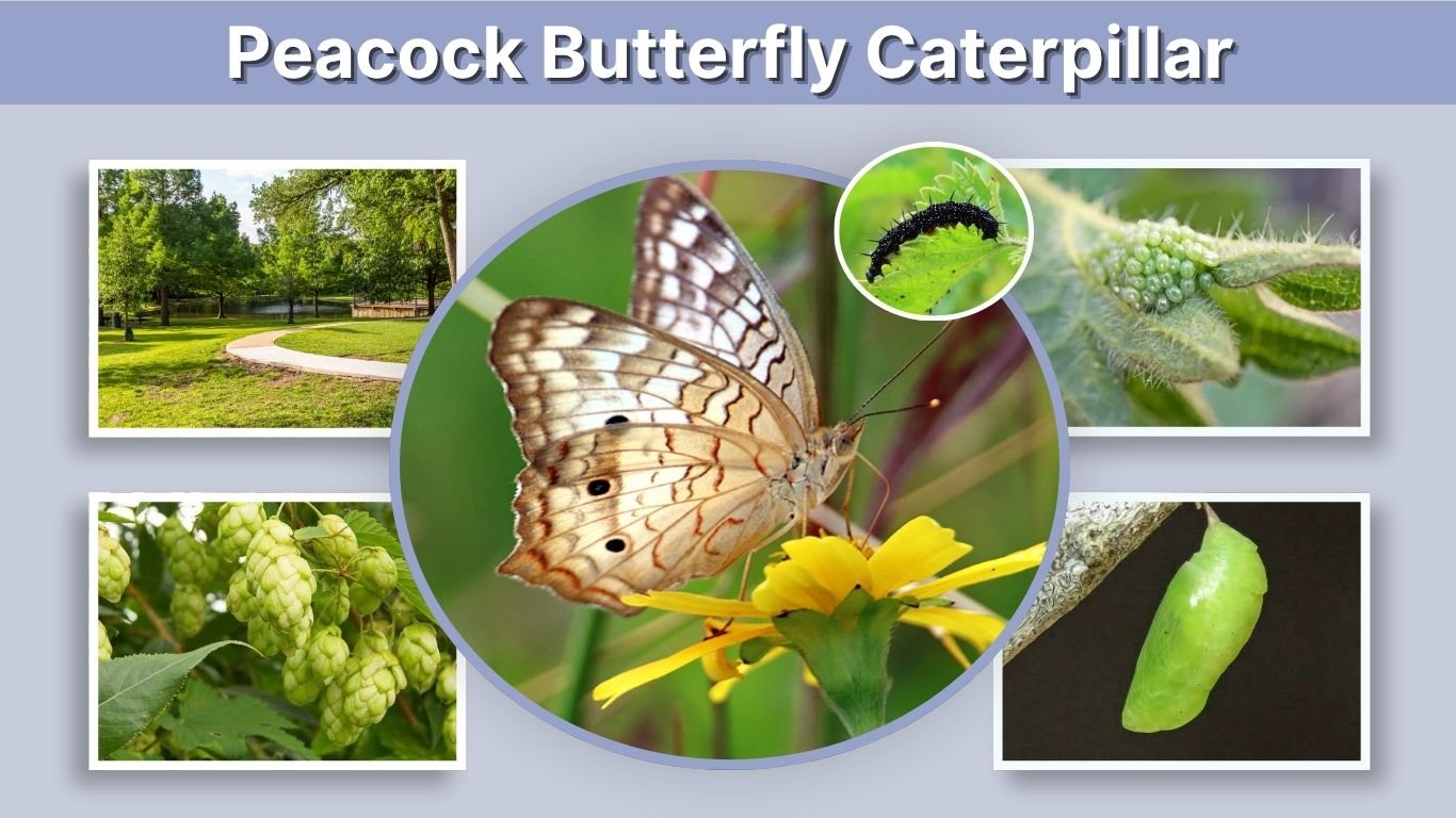 Peacock Butterfly Caterpillar: Identification, Food, Care & Life Cycle