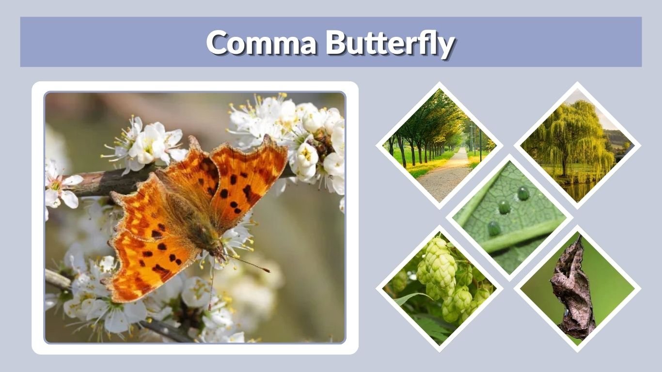 Comma Butterfly: Identification, Habitat, Diet & Facts