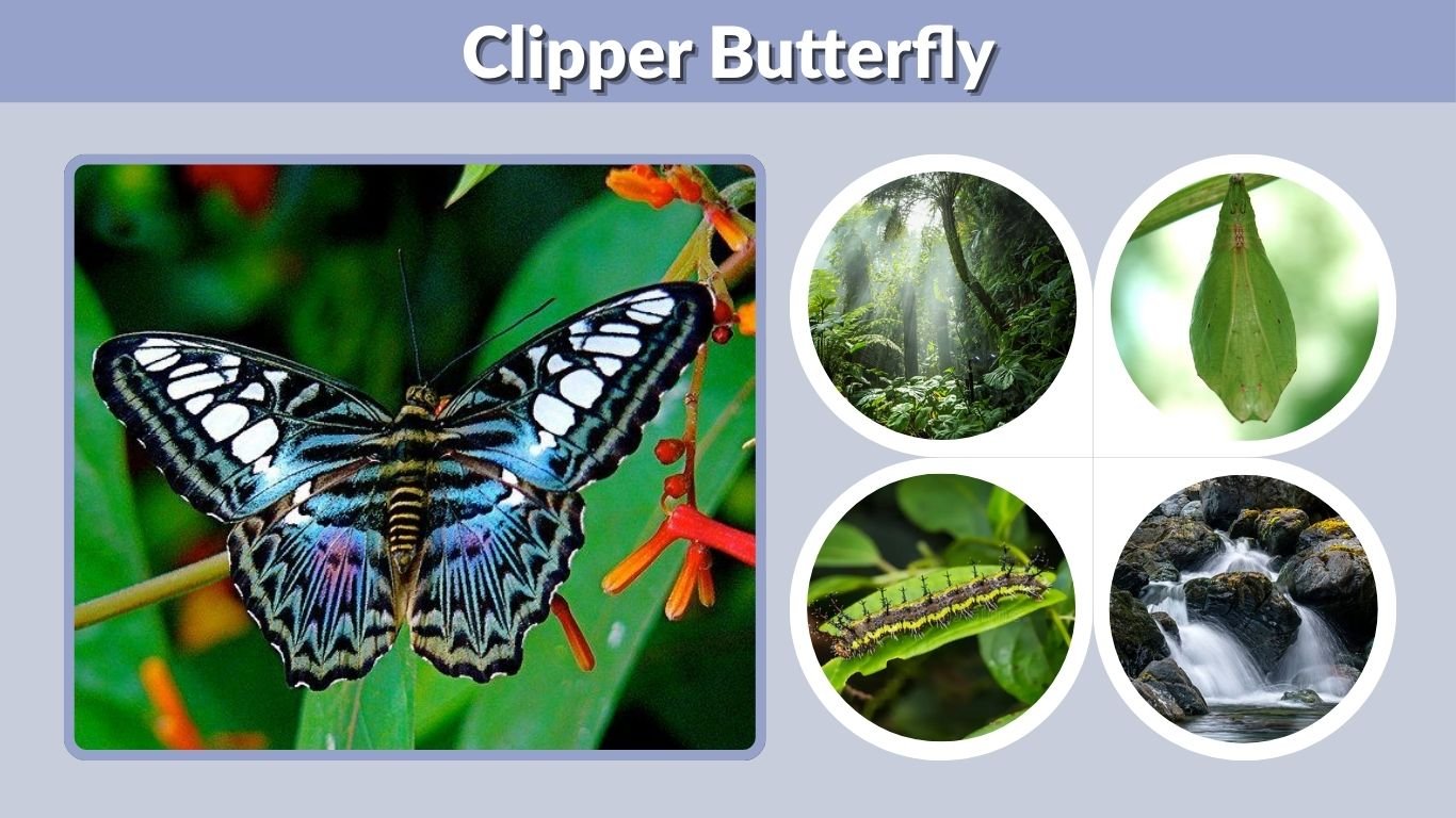 Clipper Butterfly: Identification, Habitat & Life Cycle
