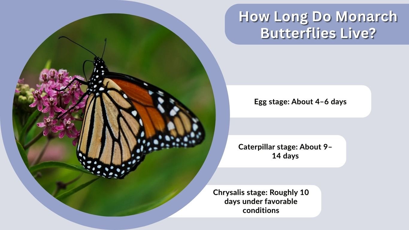How Long Do Monarch Butterflies Live? Lifespan Guide
