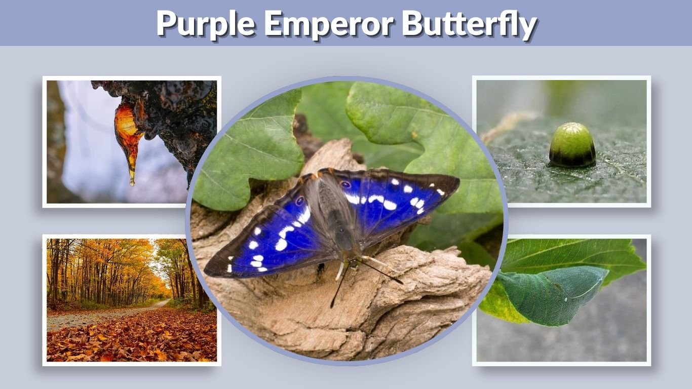 Purple Emperor Butterfly: Identification, Habitat & Facts