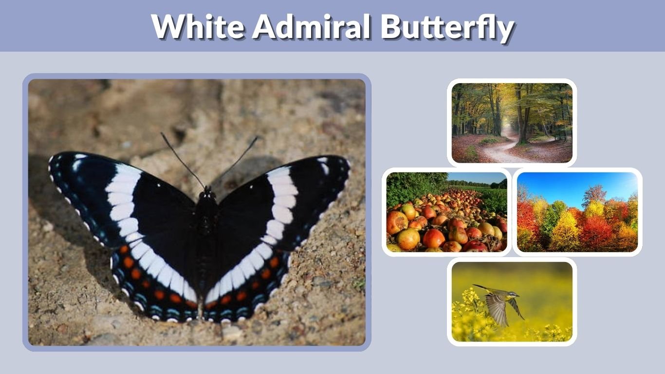 White Admiral Butterfly: Identification, Habitat & Facts