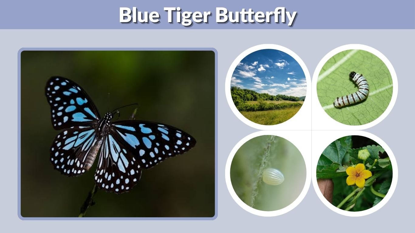 Blue Tiger Butterfly: Identification, Habitat & Facts