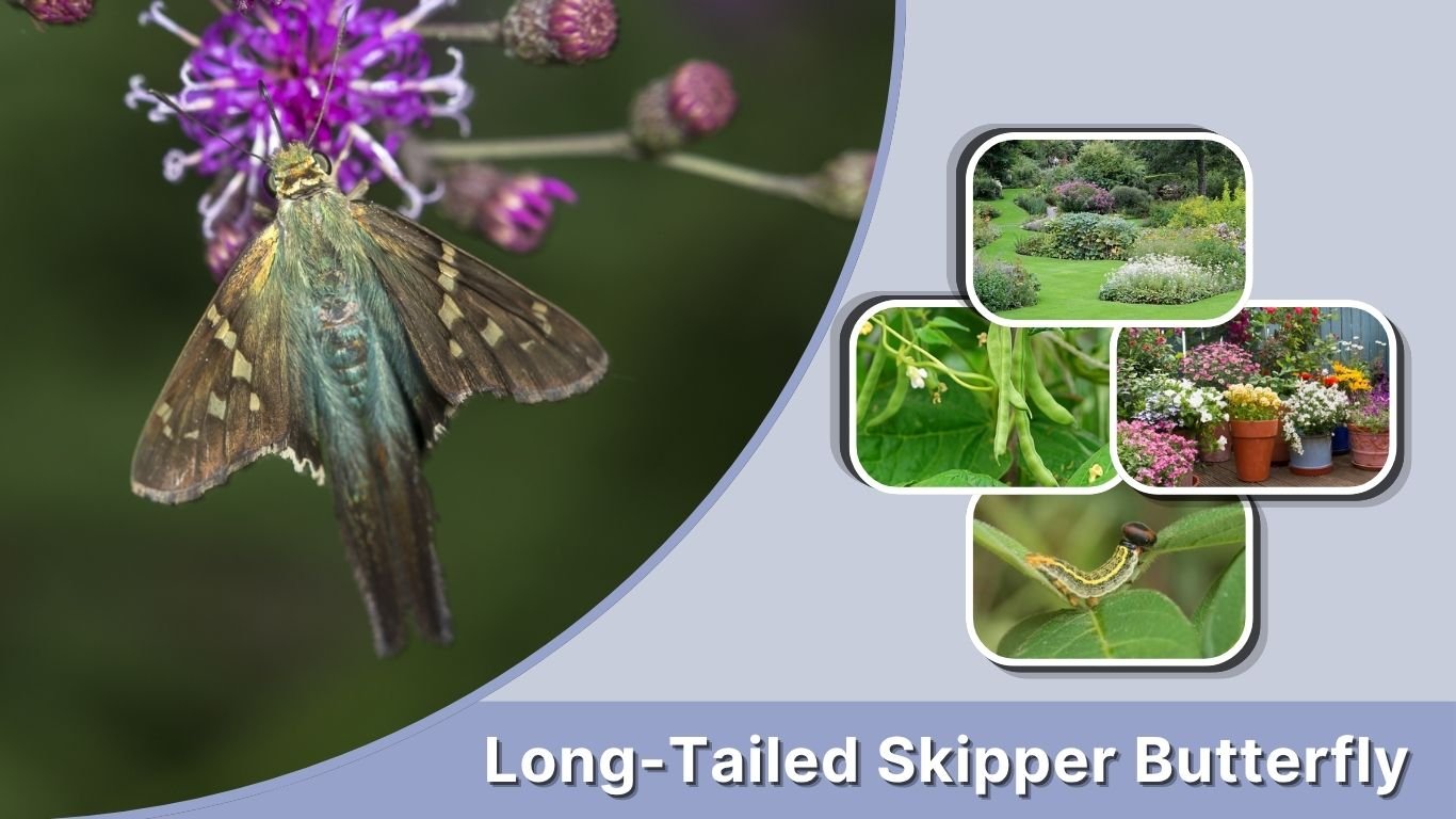 Long-Tailed Skipper Butterfly: Identification, Habitat & Life Cycle