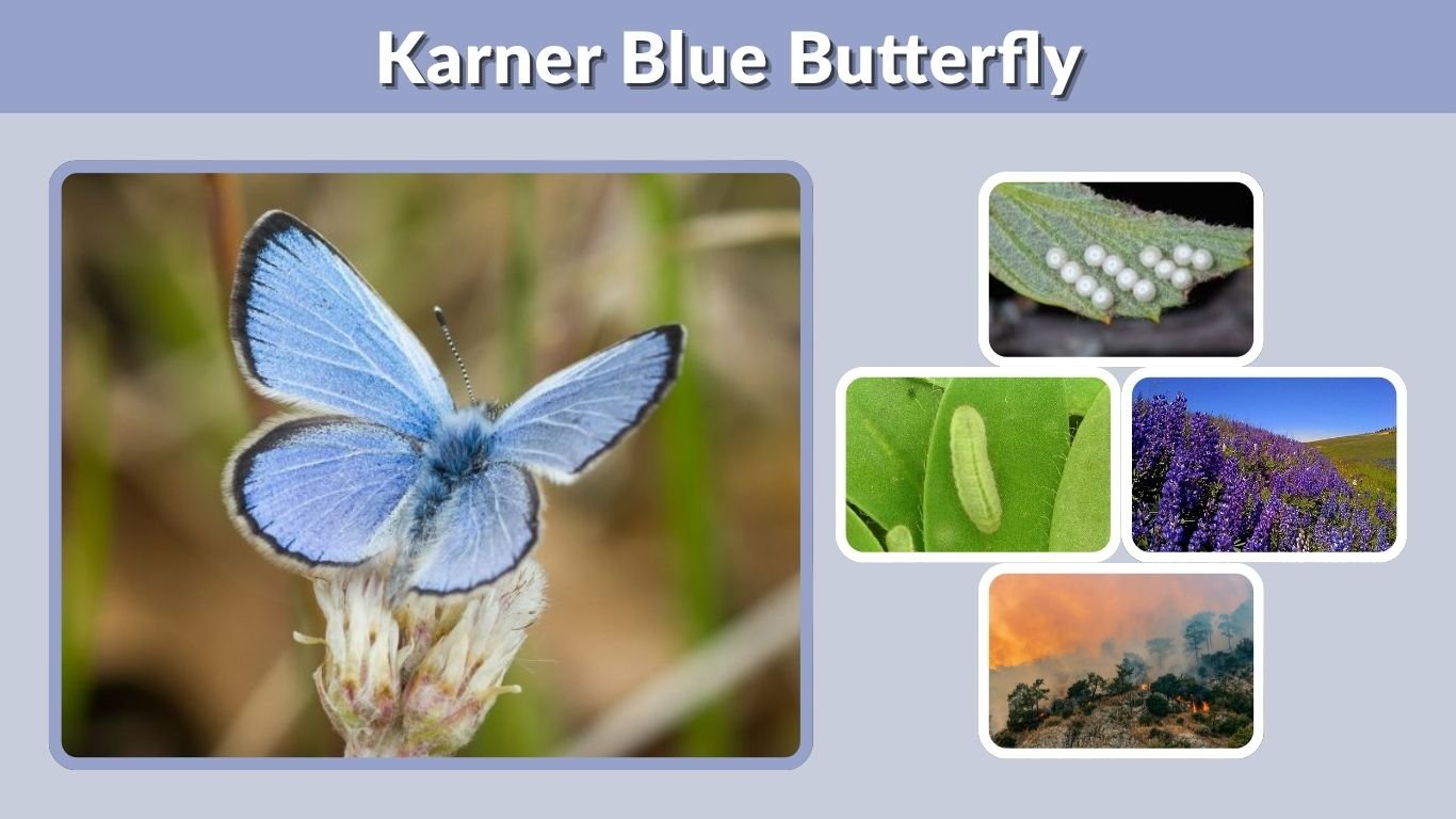 Karner Blue Butterfly: Identification, Habitat & Facts