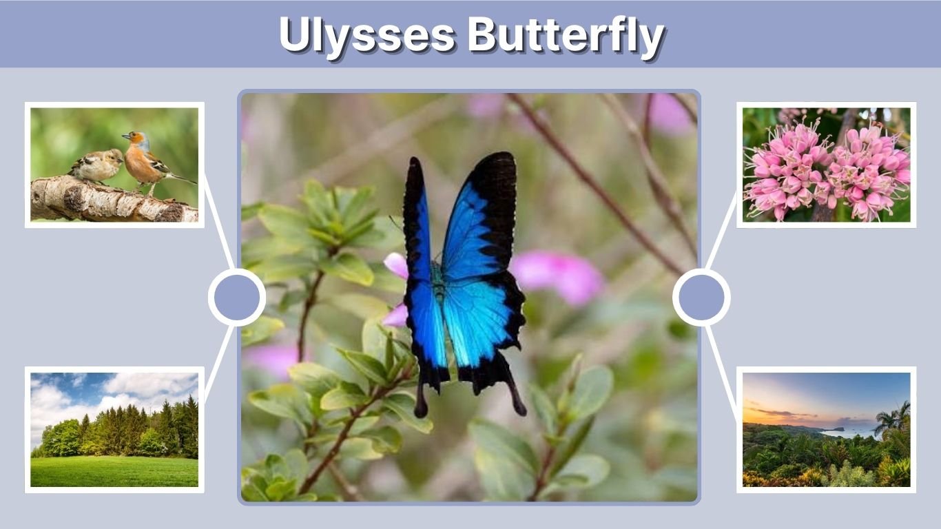 Ulysses Butterfly: Facts, Habitat, Diet & Life Cycle