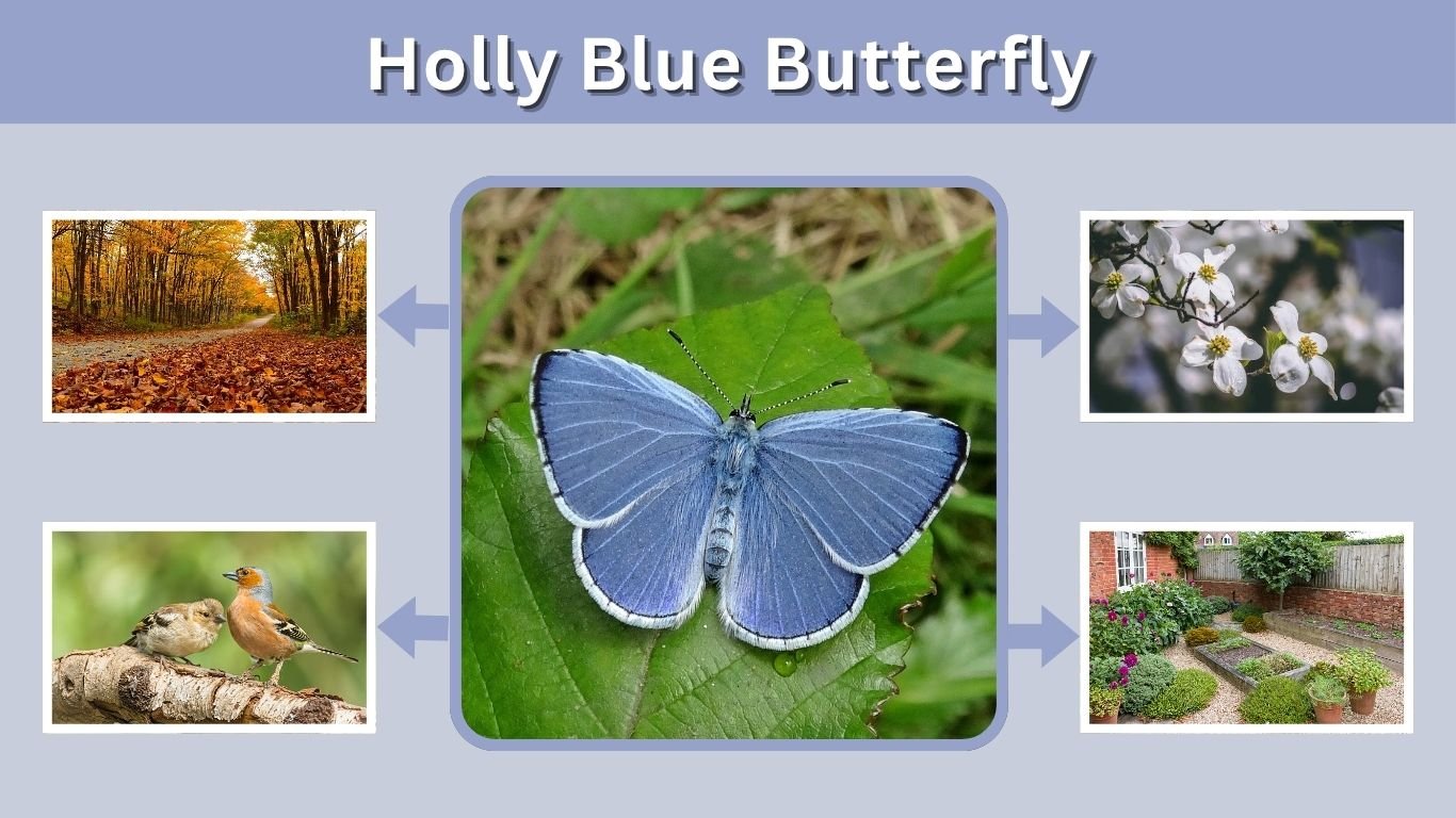 Holly Blue Butterfly: Identification, Habitat & Life Cycle