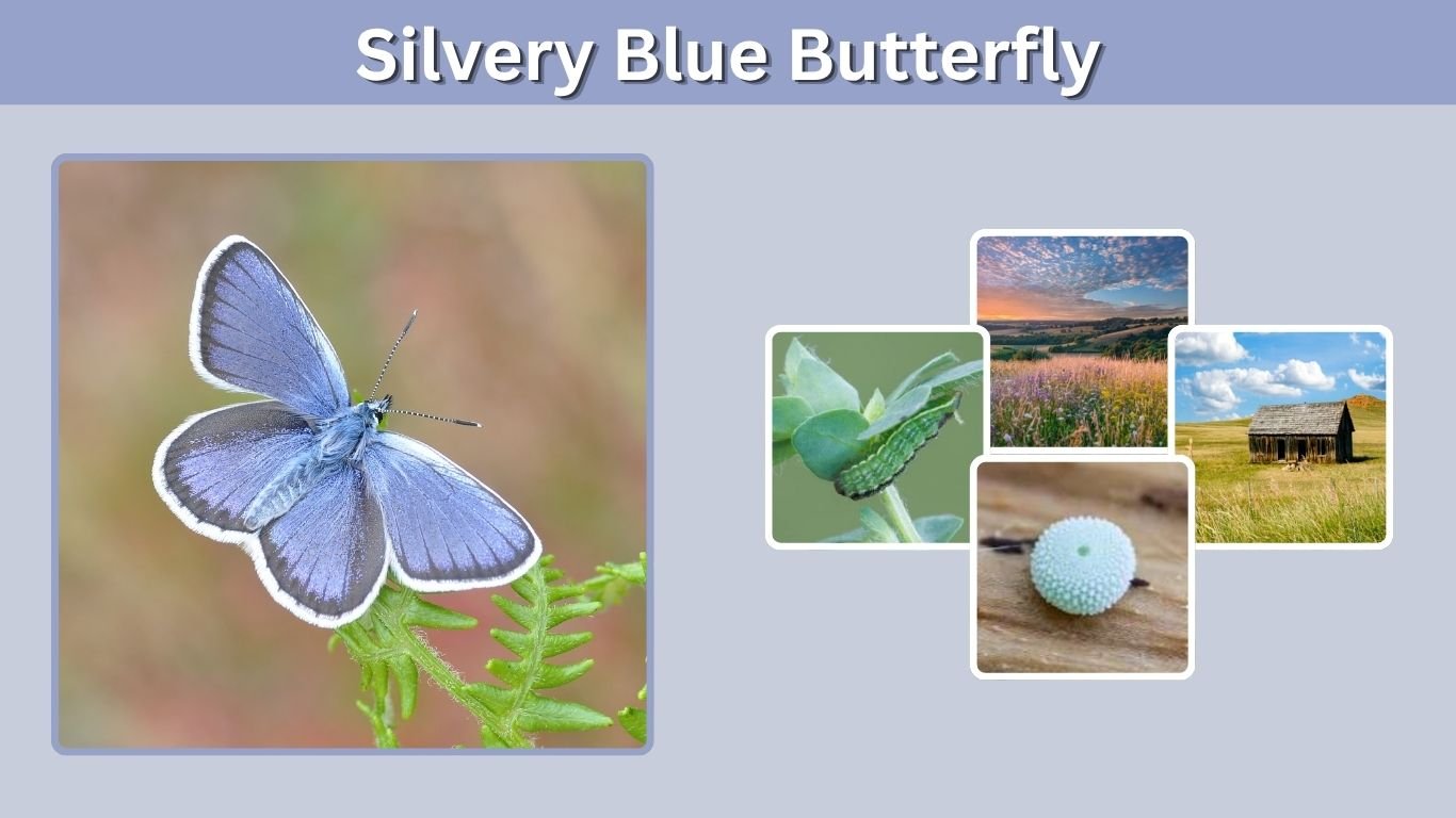 Silvery Blue Butterfly: Size, Habitat & Life Cycle