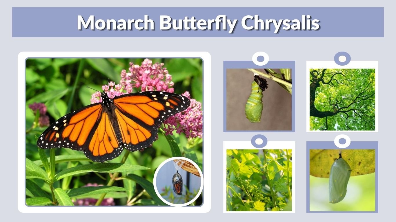 Monarch Butterfly Chrysalis: Stages, Timeline & Facts