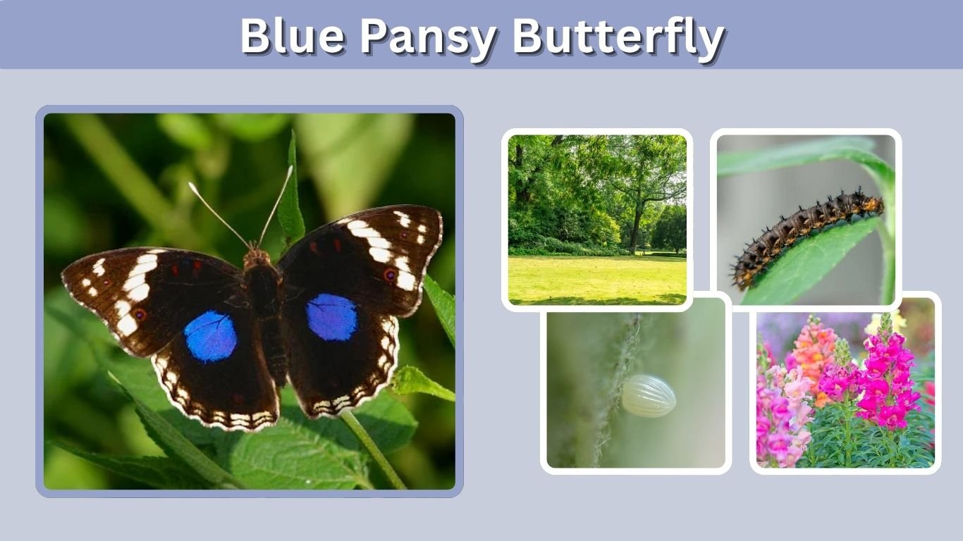 Blue Pansy Butterfly: Identification, Habitat & Life Cycle