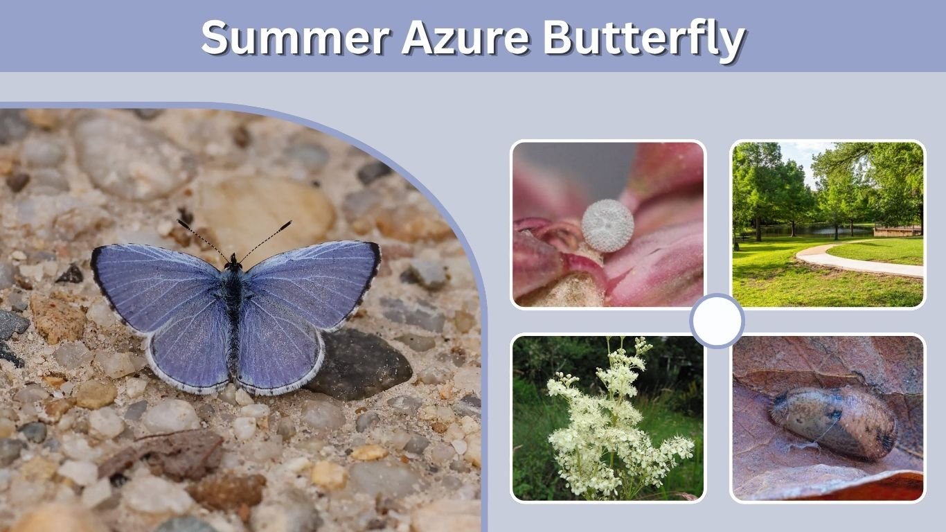Summer Azure Butterfly: Size, Habitat & Life Cycle