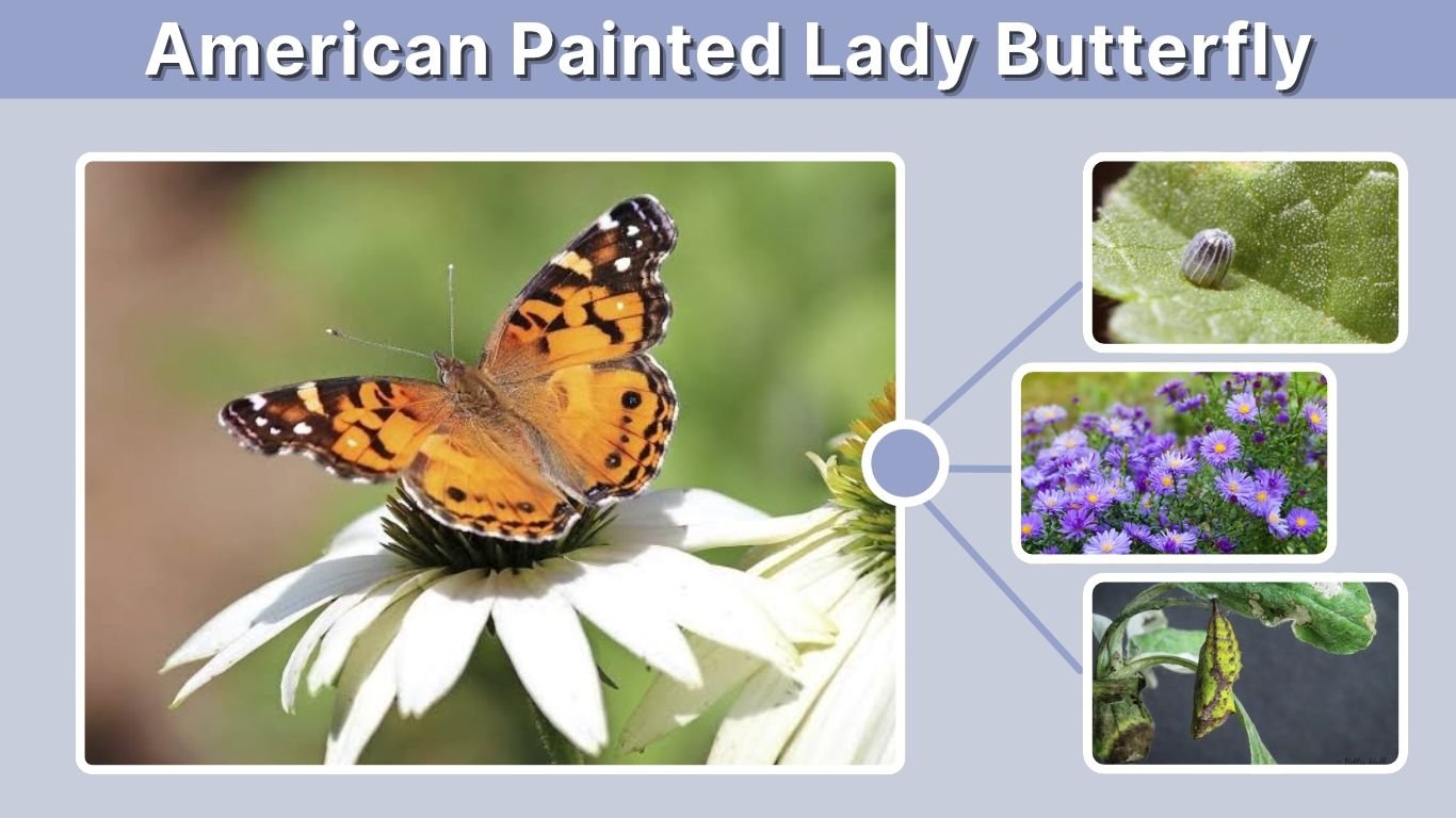 American Painted Lady Butterfly: Identification & Facts