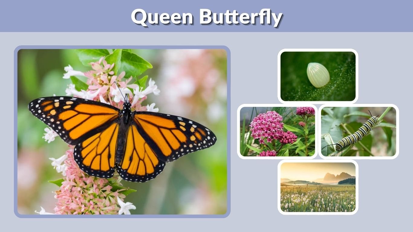 Queen Butterfly: Identification, Life Cycle & Facts