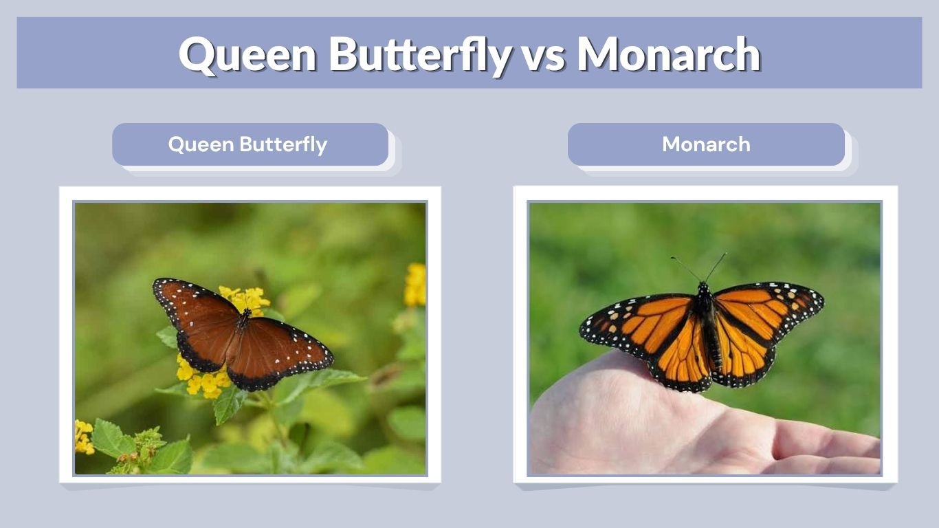 Queen Butterfly vs Monarch: 7 Key Differences