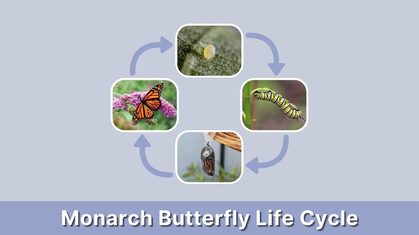 Monarch Butterfly Life Cycle: Stages, Timeline & Facts