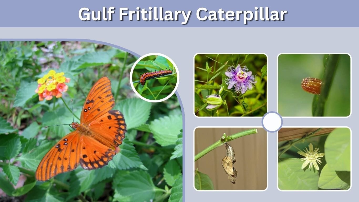 Gulf Fritillary Caterpillar: Identification, Diet & Danger