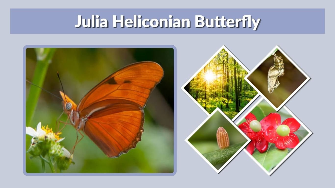 Julia Heliconian Butterfly: Identification, Diet & Life Cycle
