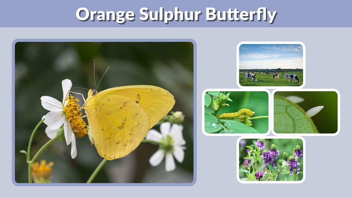 Orange Sulphur Butterfly: Identification, Diet & Life Cycle