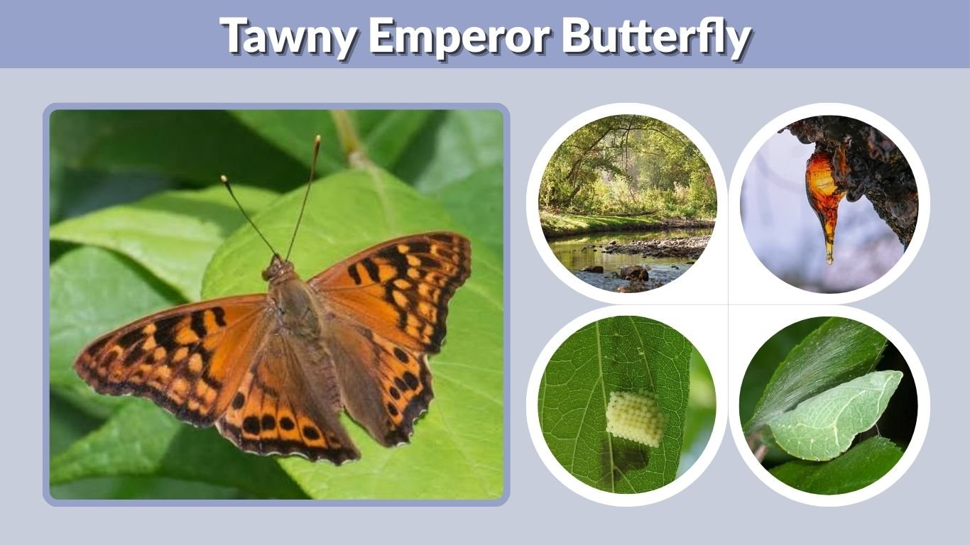 Tawny Emperor Butterfly: ID, Caterpillar & Life Cycle