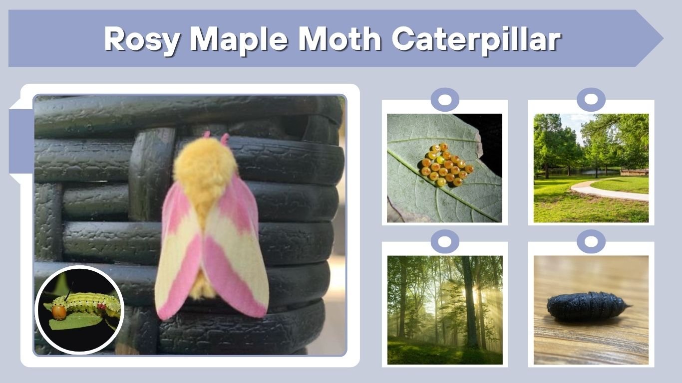 Rosy Maple Moth Caterpillar: Identification, Diet & Safety