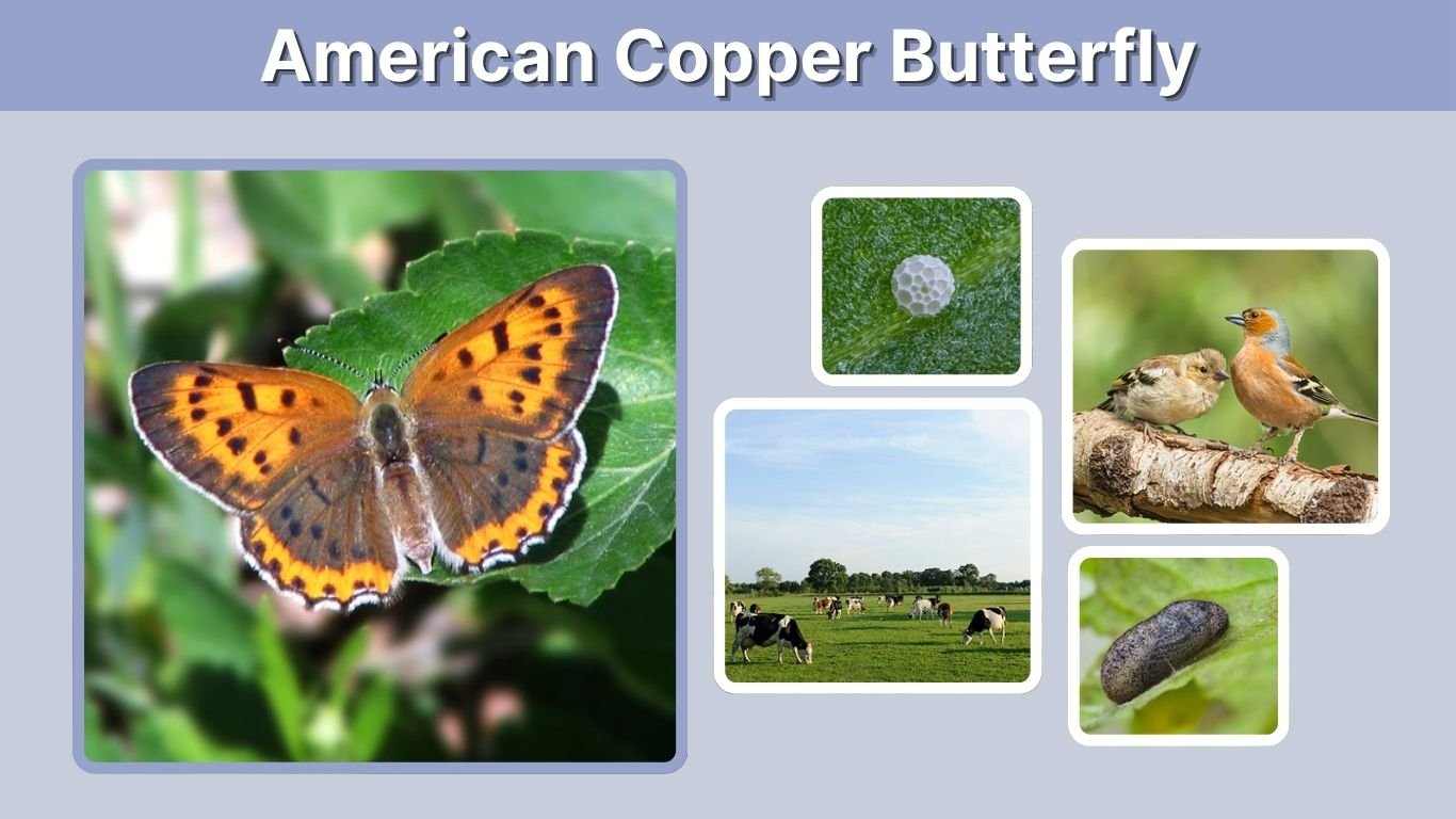 American Copper Butterfly: Facts, Habitat, Diet & Life Cycle