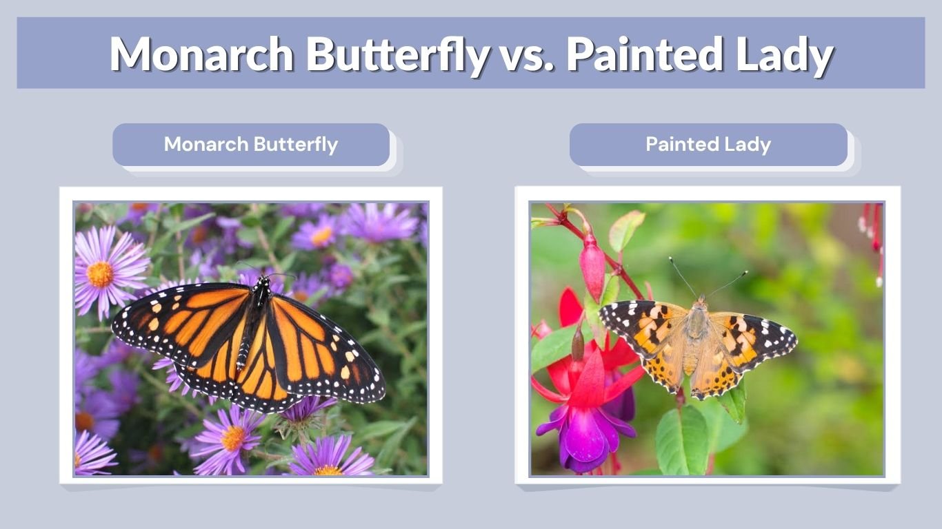 Monarch Butterfly vs. Painted Lady: 8 Key Differences