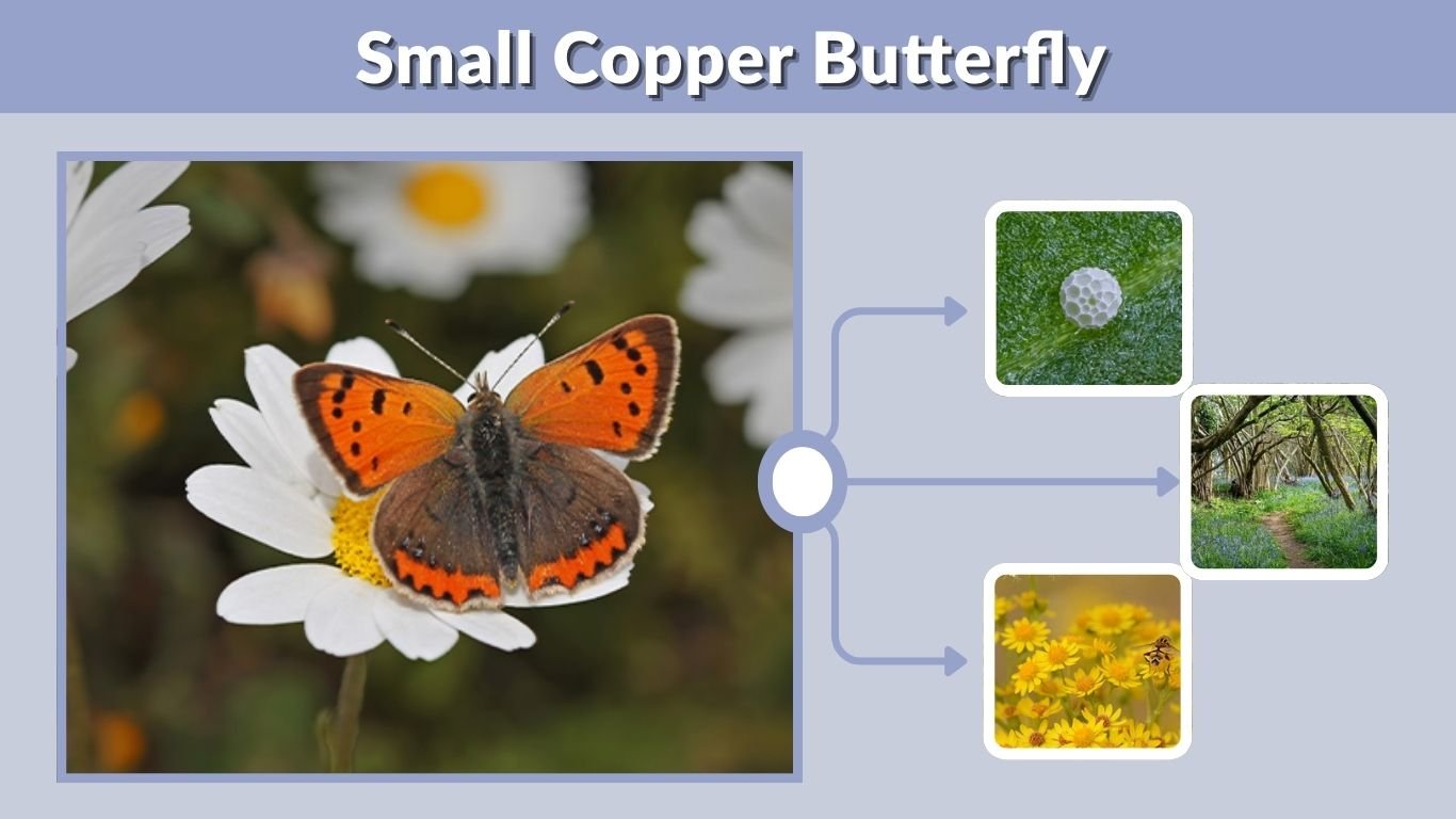 Small Copper Butterfly: Identification, Habitat & Life Cycle