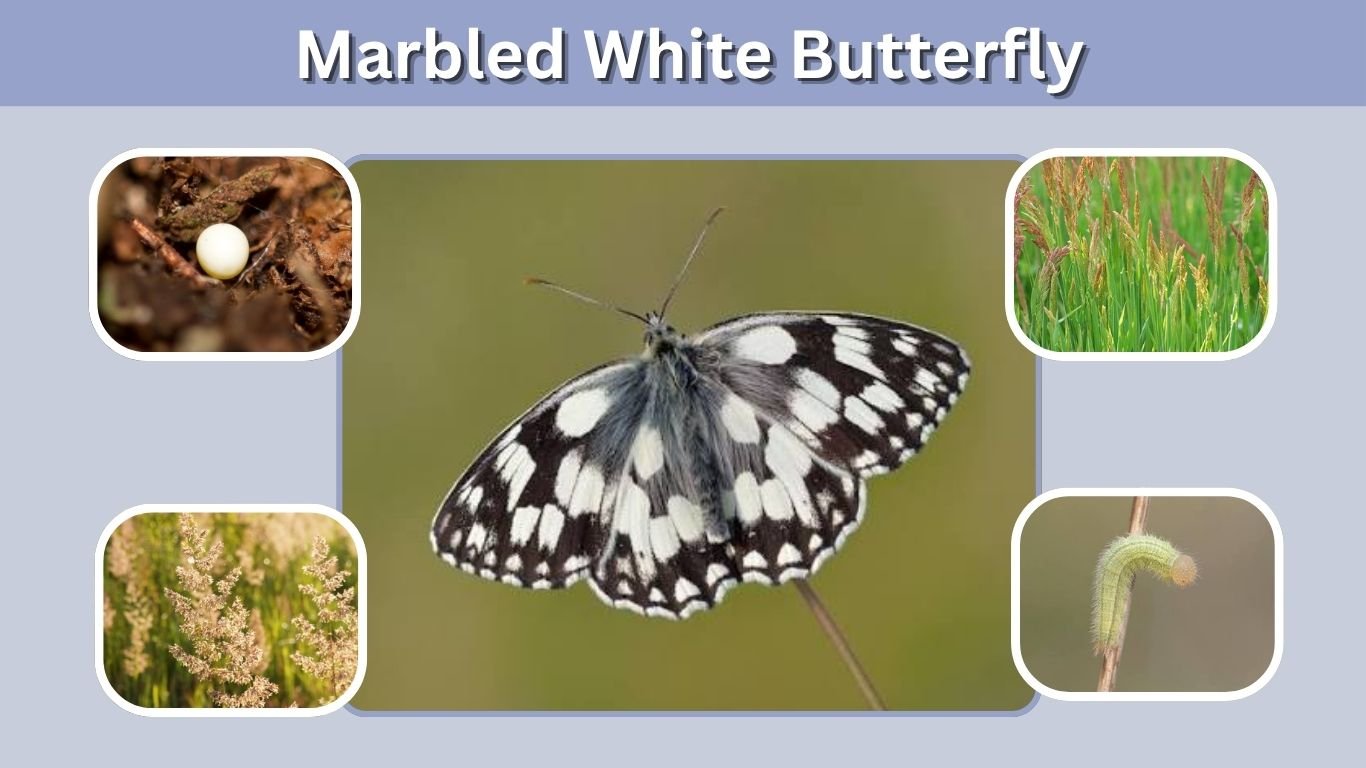 Marbled White Butterfly: Identification, Habitat, and Diet