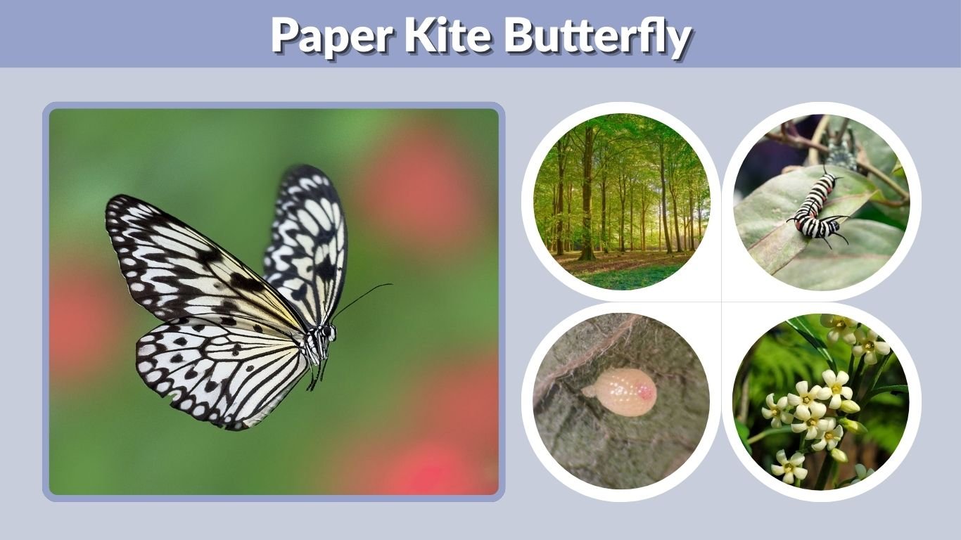 Paper Kite Butterfly: Identification, Life Cycle & Facts