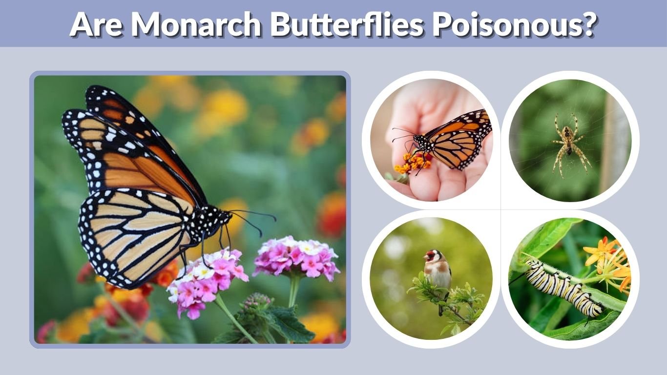 Are Monarch Butterflies Poisonous? Facts You Should Know