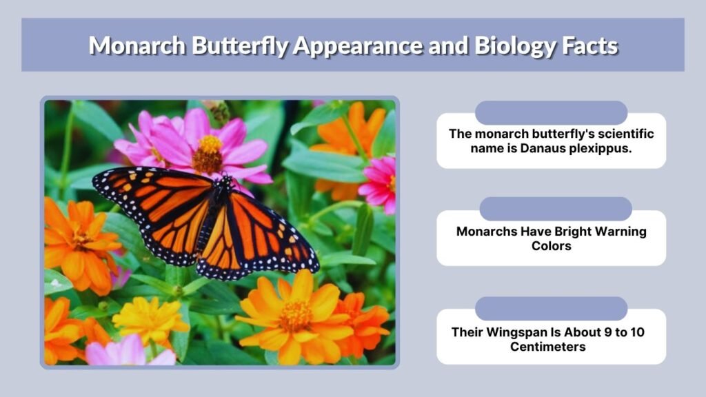 Monarch Butterfly Appearance and Biology Facts
