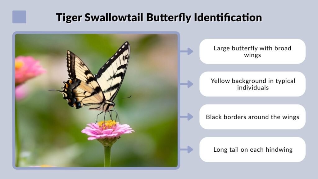 Tiger Swallowtail Butterfly Identification