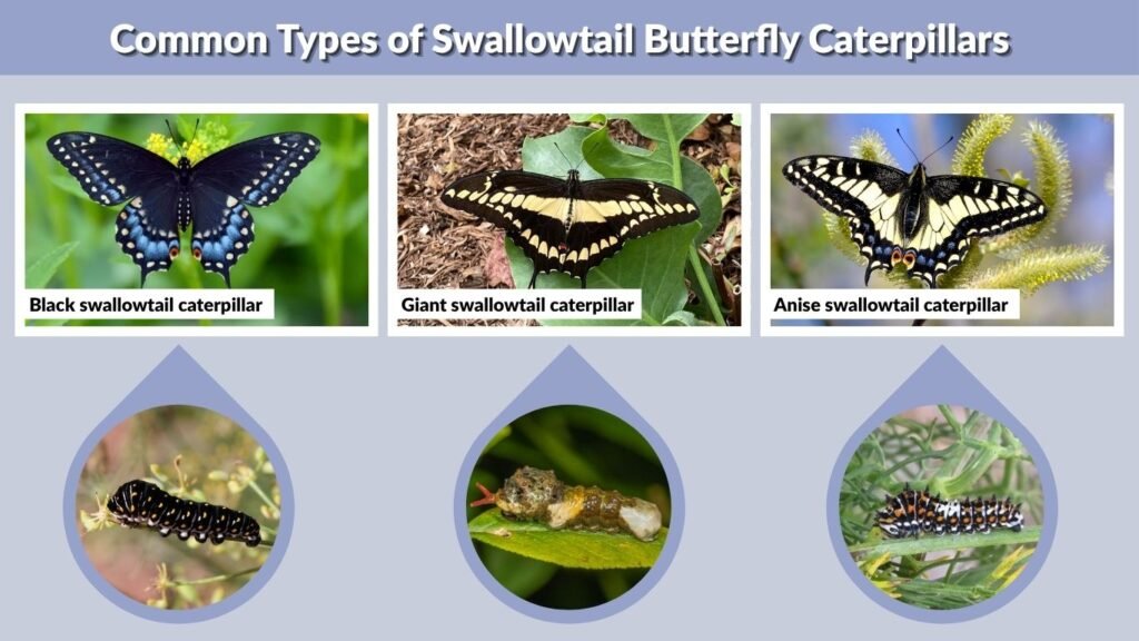 Common Types of Swallowtail Butterfly Caterpillars