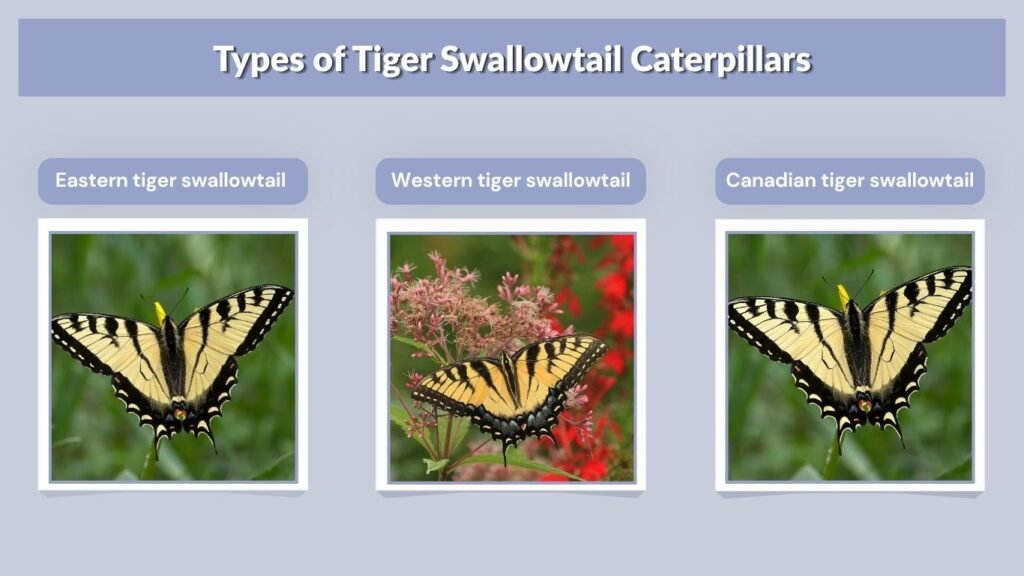 Types of Tiger Swallowtail Caterpillars