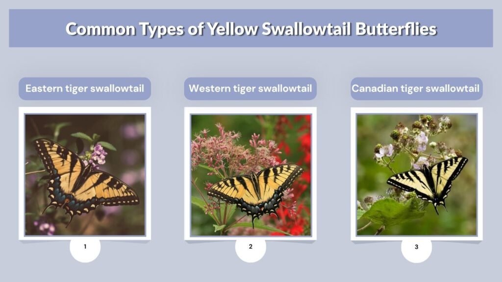 Common Types of Yellow Swallowtail Butterflies