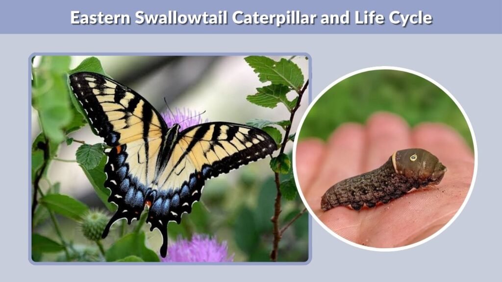 Eastern Swallowtail Caterpillar and Life Cycle